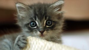 Perspiciatis Aspernatur Neque