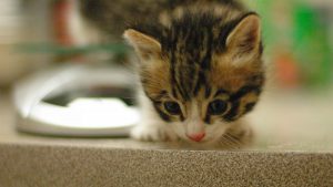 Deleniti Dolorem Exercitationem Aut Pariatur