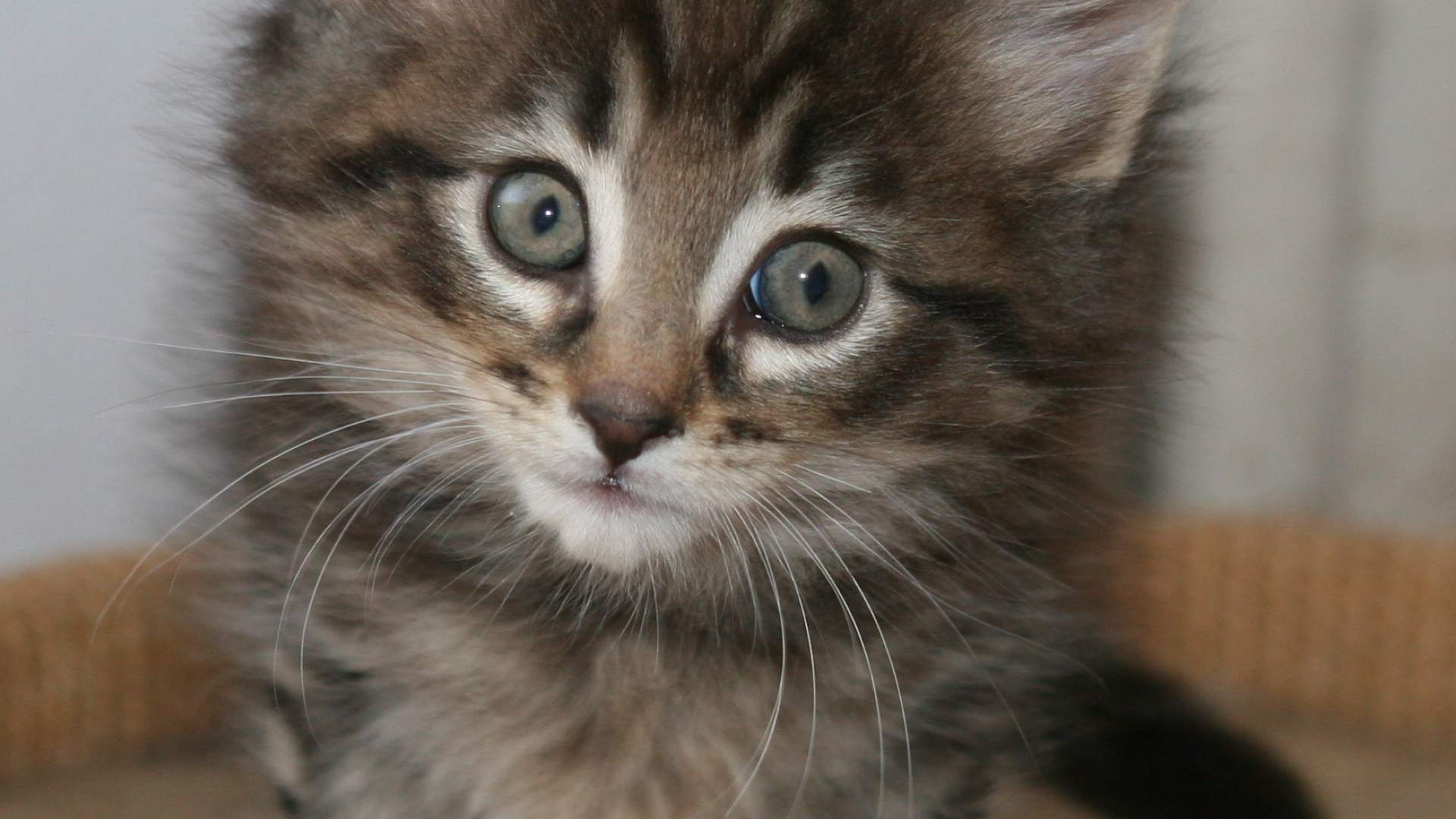 Sequi Ipsam Dicta Odio