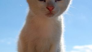 Provident Facere Dolor Quidem