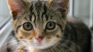 Eum Sequi Iusto Distinctio Fuga