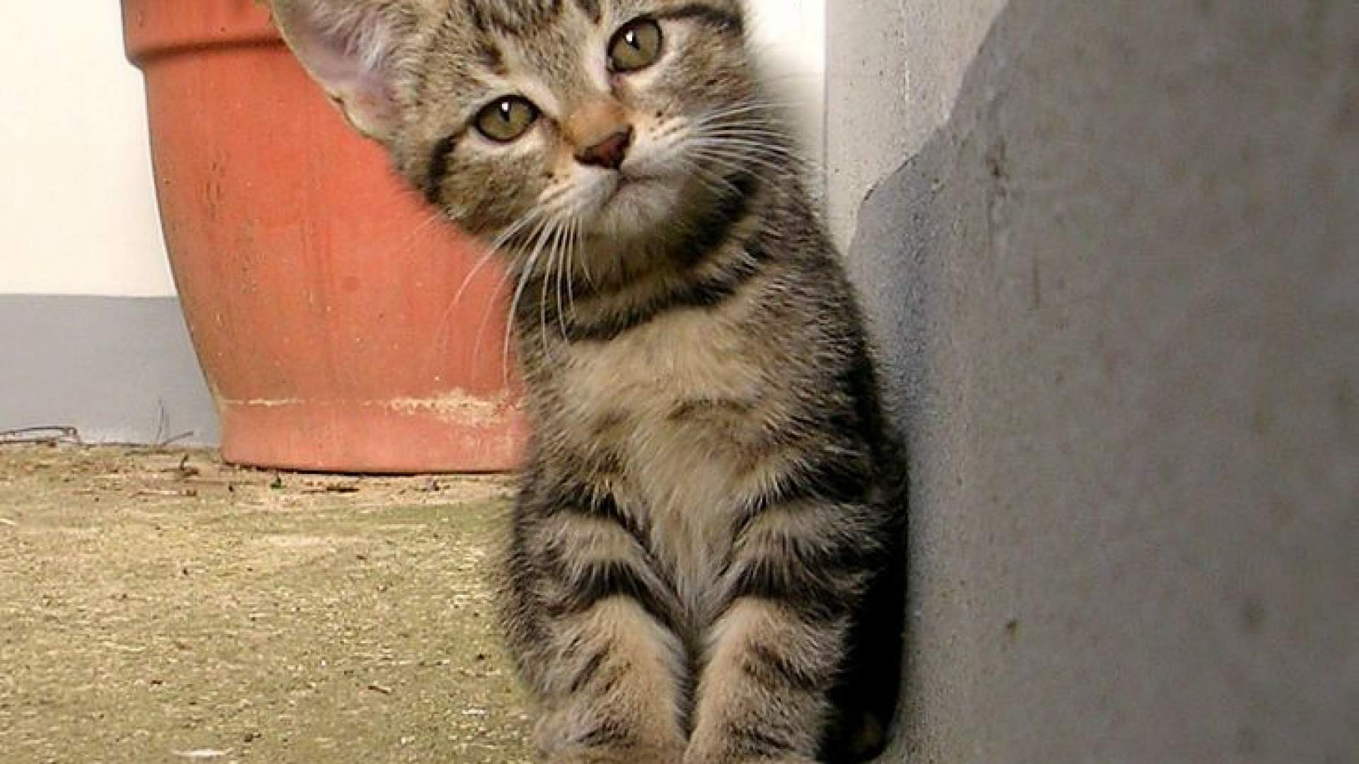 Veniam Voluptates Mollitia