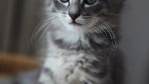 Beatae Impedit Praesentium Natus