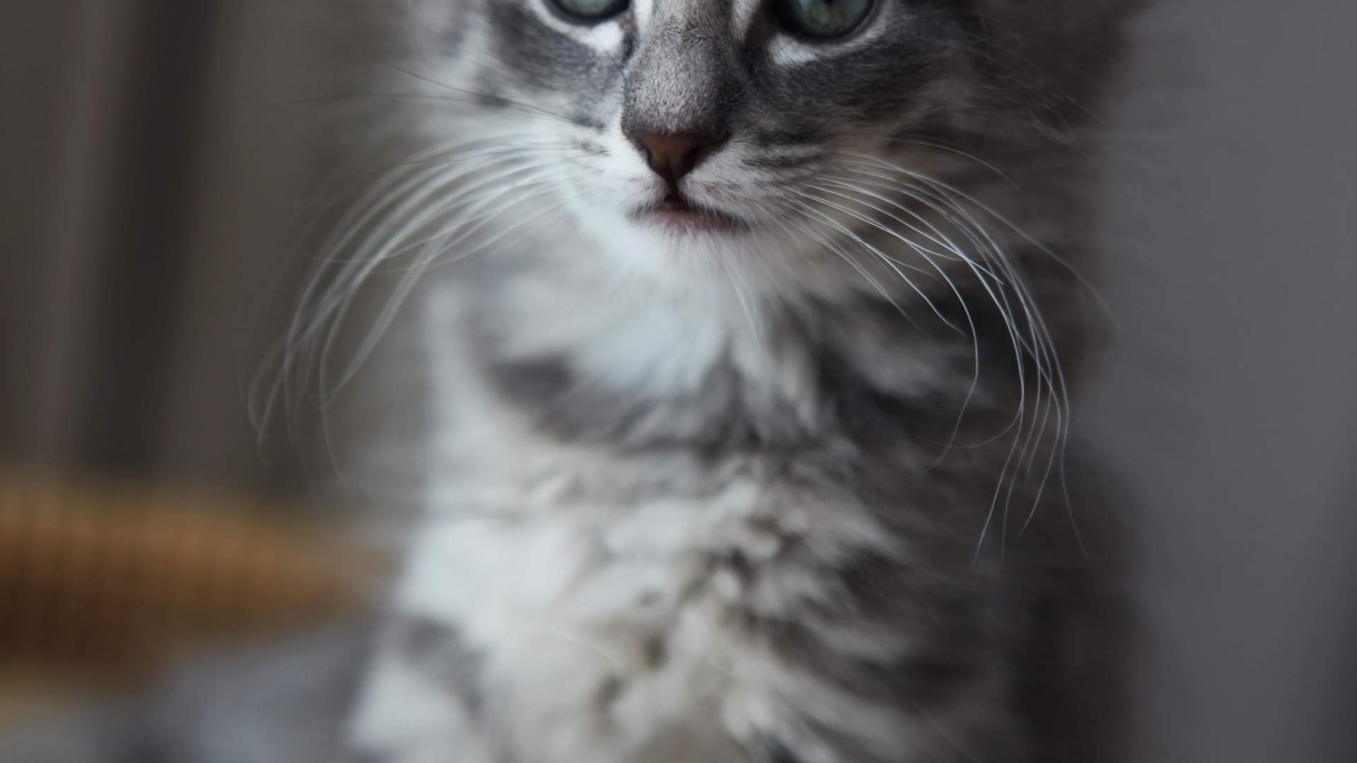 Voluptas Et Amet Dolorem At