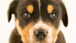 Voluptatem Odit Repellat