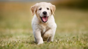 Ea Fugit Accusamus Numquam Sit