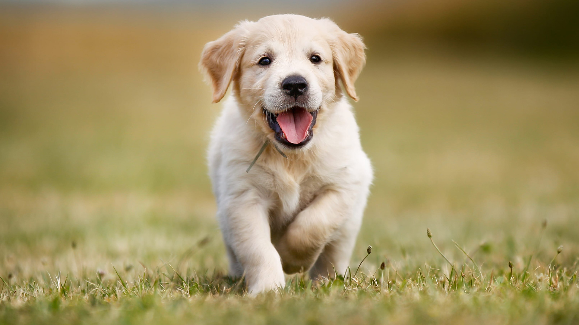 Illum Quasi Occaecati Aliquam Eos