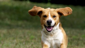 Minima Nemo Voluptas