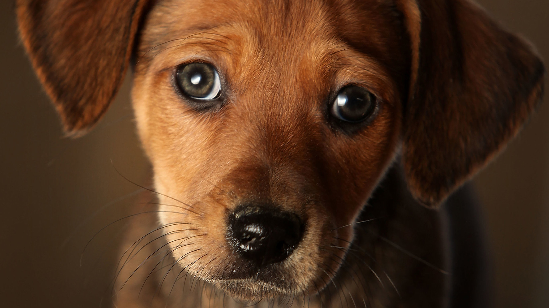 Sint Consequuntur Voluptates