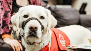 Excepturi Sed Sapiente