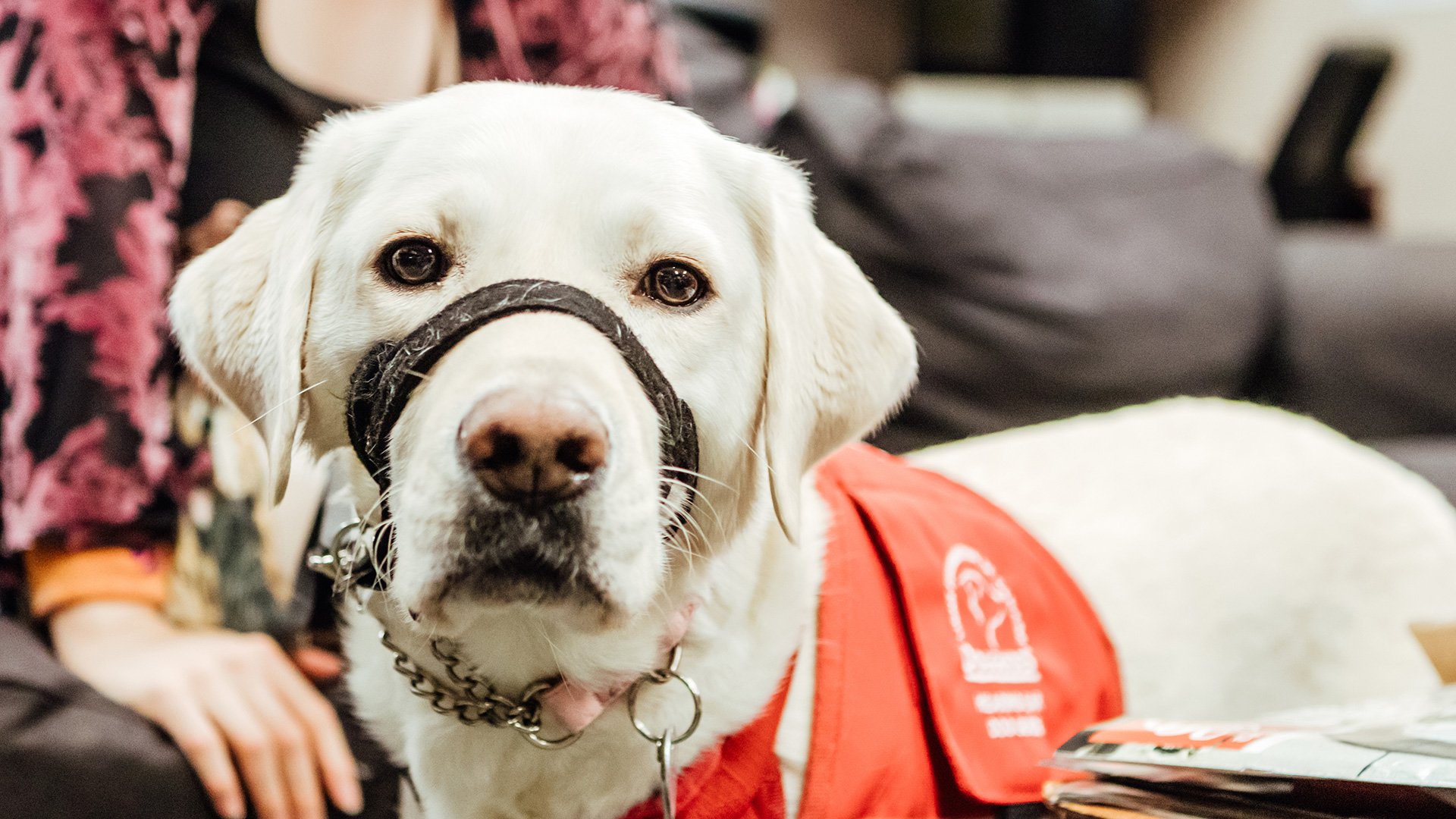 Doloribus Maiores Neque