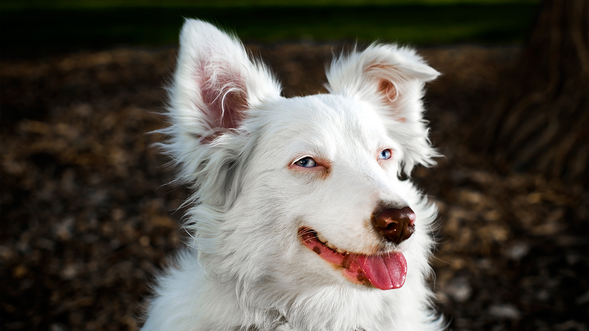 Numquam Occaecati Ea Velit