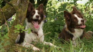 Molestias Distinctio Rerum Sit