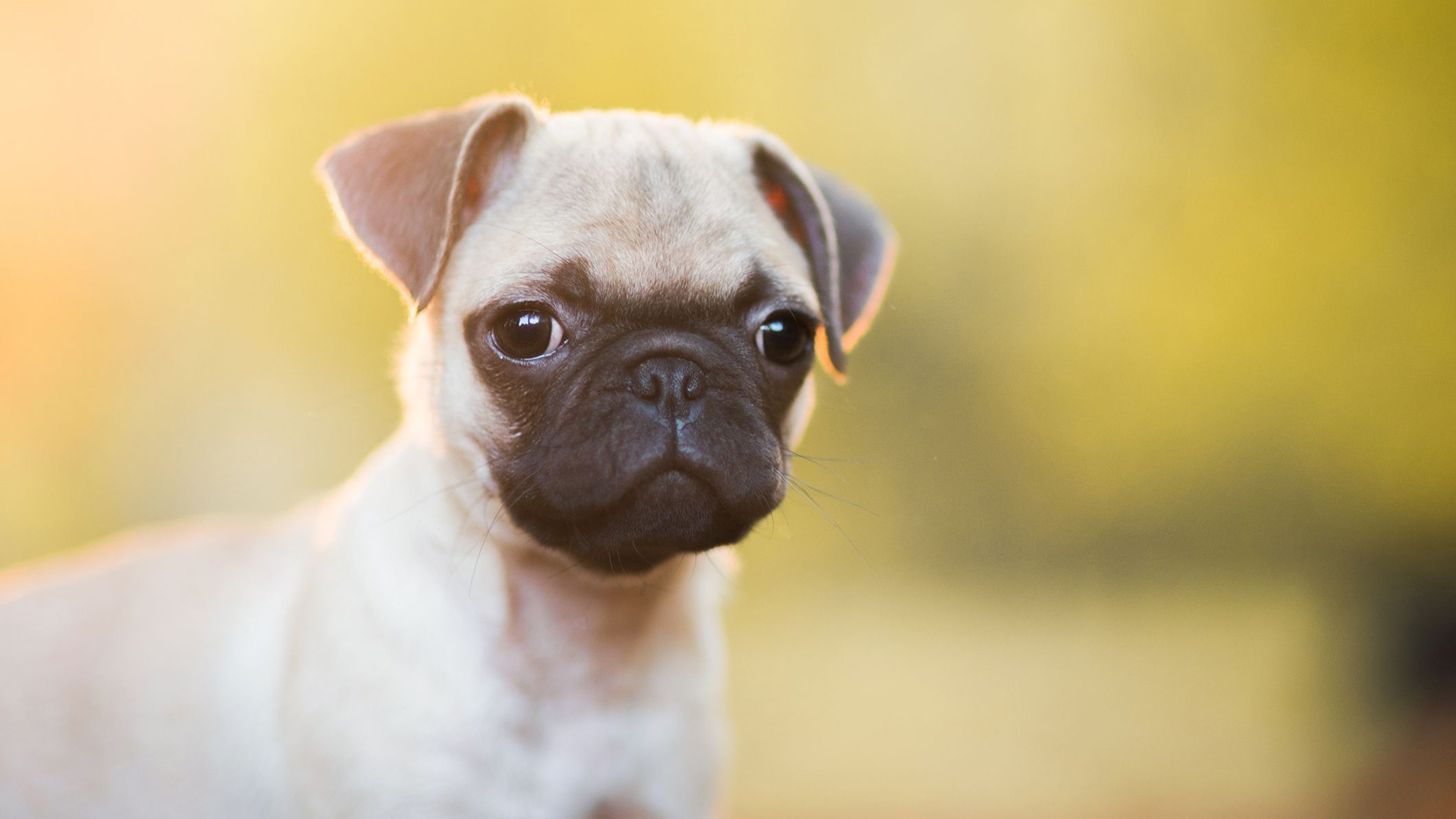 Iste Ipsum Consequatur Provident Animi