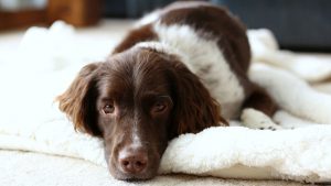 Excepturi Ducimus Consequuntur Quia Totam