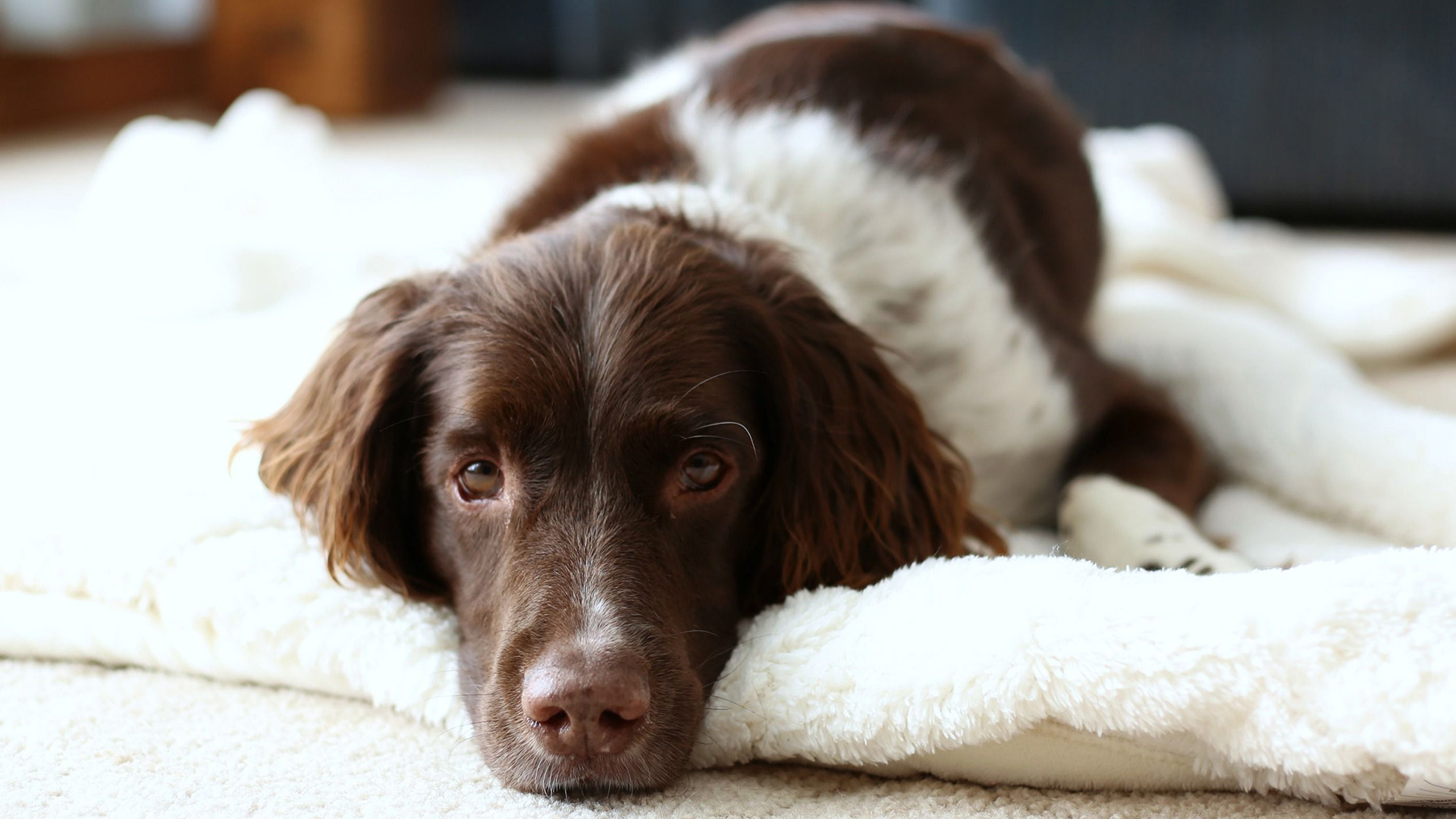 Ipsa Voluptas Quae Quisquam Et