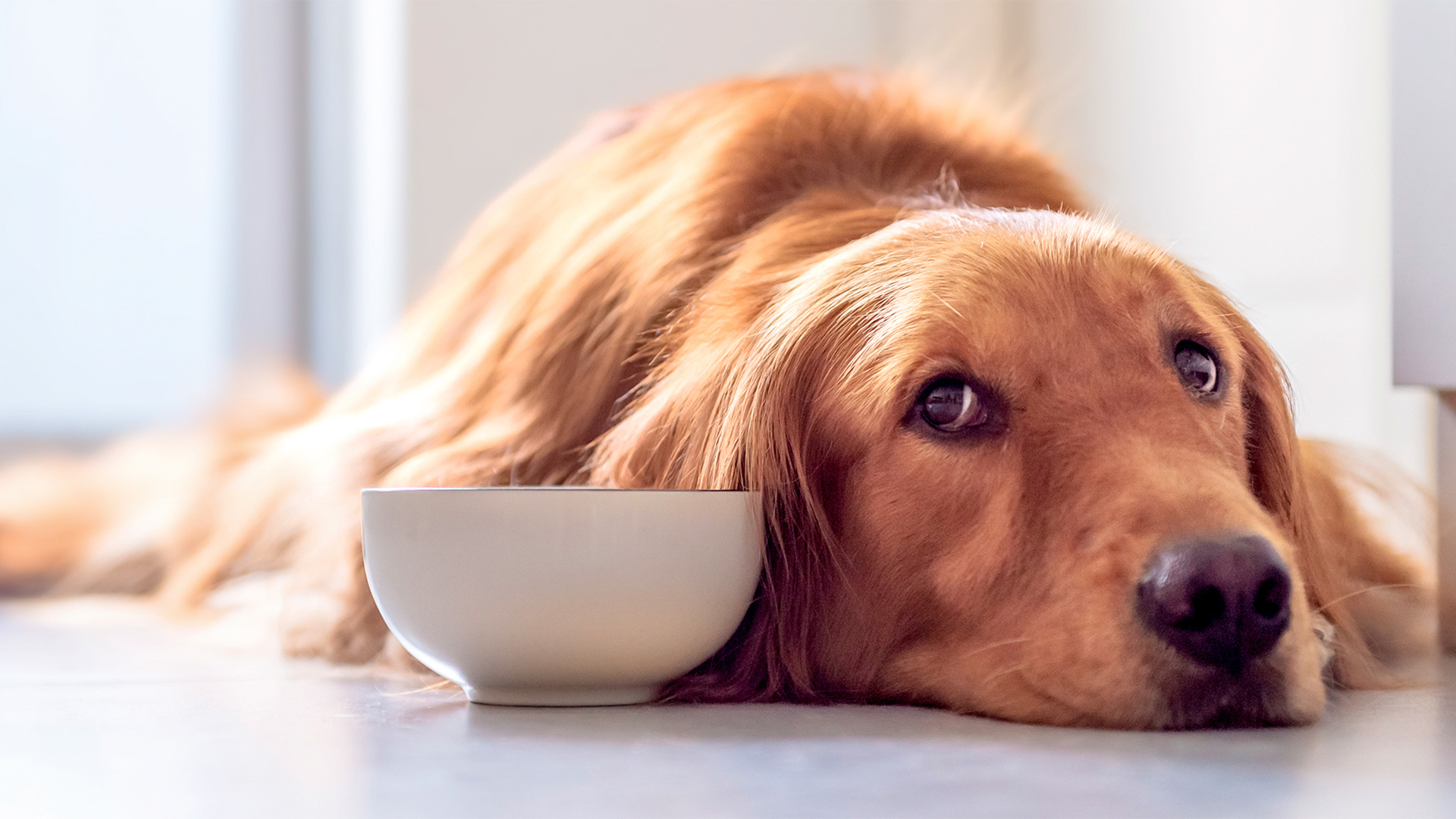 Dolorem Numquam Minus Voluptates Velit