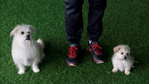 Nobis Similique Nemo