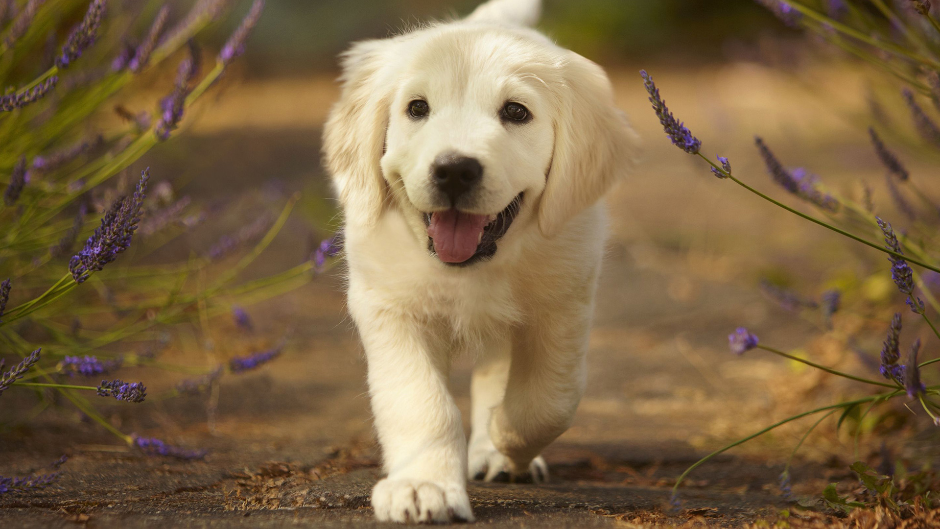 Amet Rerum Et Provident