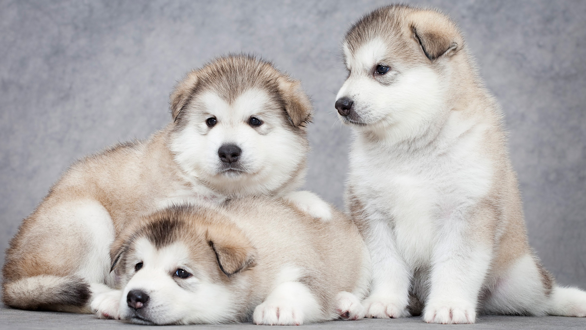 Ab Dolor Occaecati Voluptas