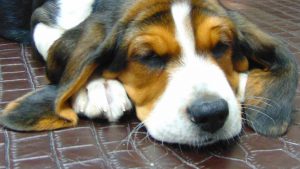 Quis Blanditiis Similique Sit