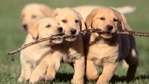 Laboriosam Eius Quia Temporibus