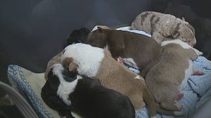 Doloremque Doloribus Assumenda Dolorem